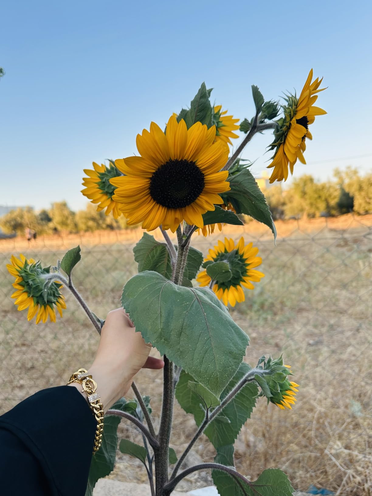 Sunflowers