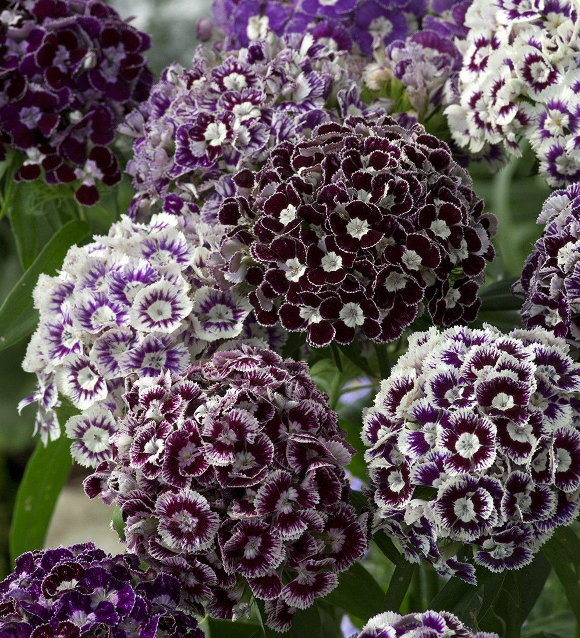 Sweet William